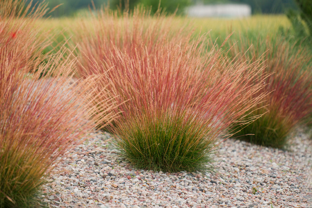 Festuca Miedzianobrody