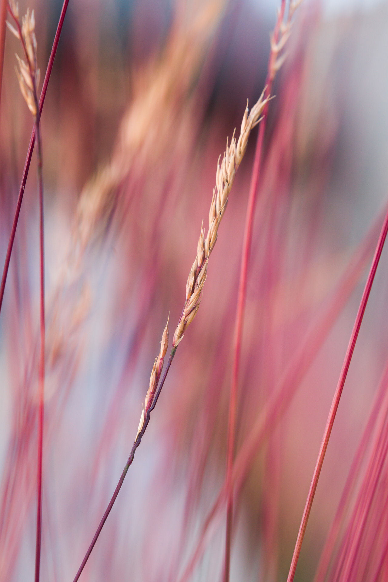 Kostrzewa Festuca Miedzianobrody