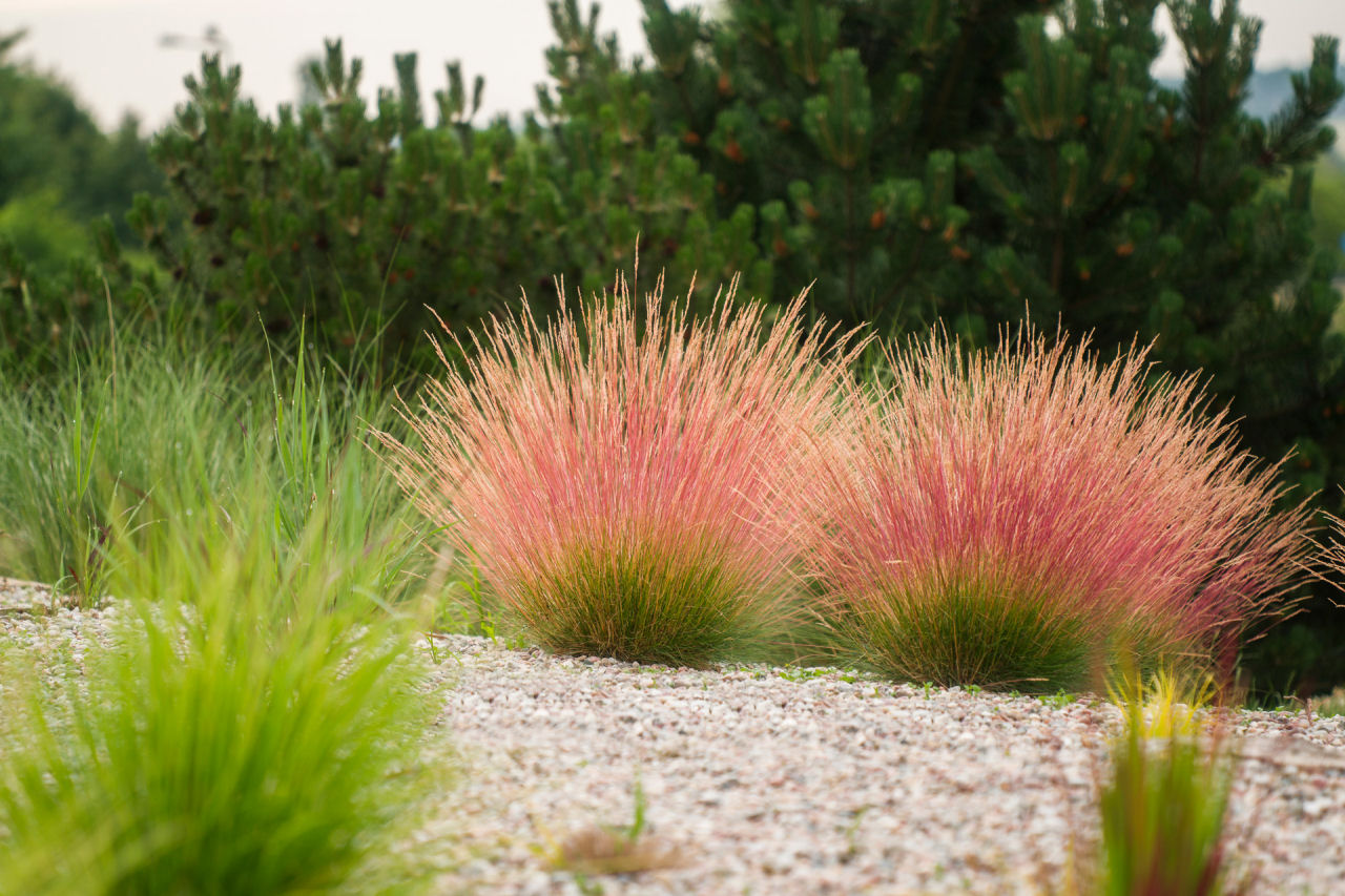 Sadzonki Festuca Miedzianobrody