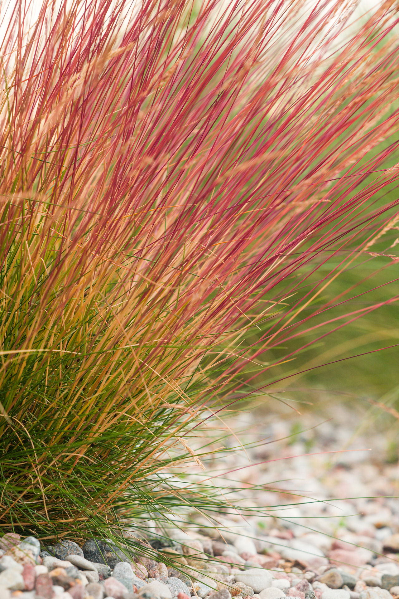 Sadzonki Traw Festuca Miedzianobrody