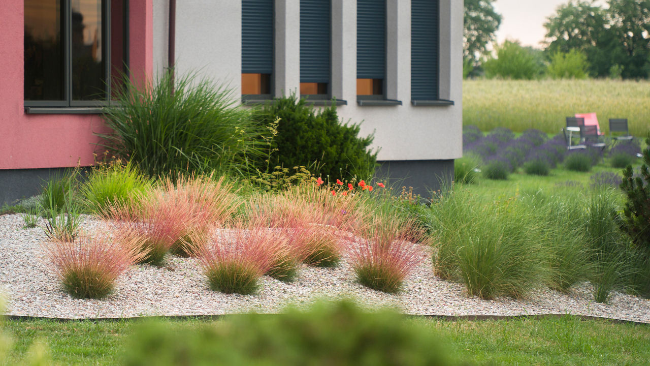 Festuca Miedzianobrody