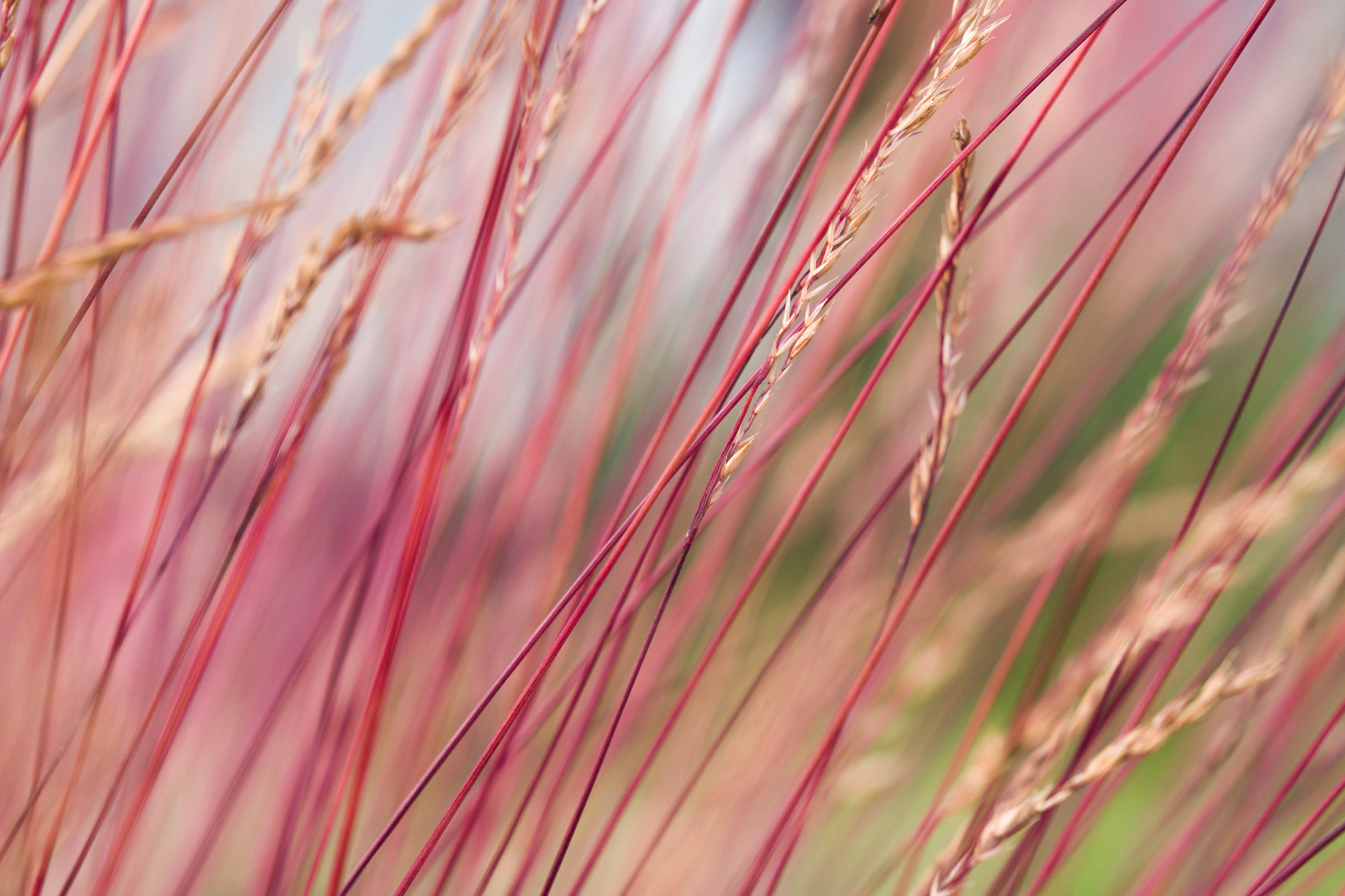 Festuca Miedzianobrody