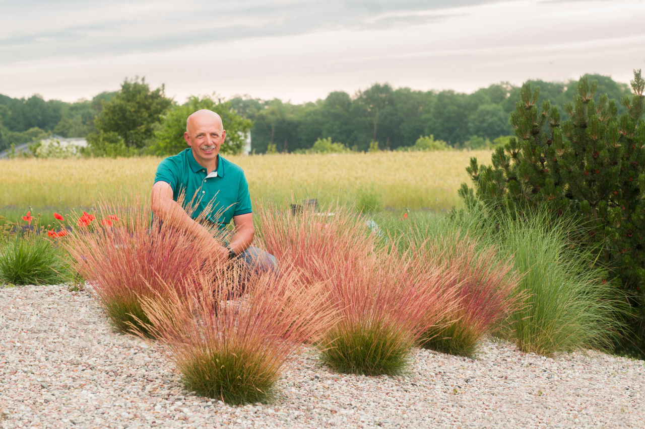 Festuca Miedzianobrody