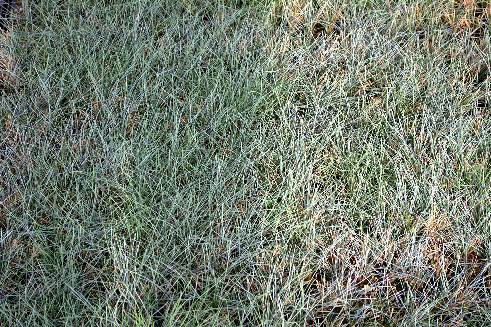 Trawy ozdobne sadzonki w multiplatach
